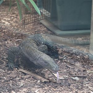 Reptile Discovery Center - Crocodile Monitor