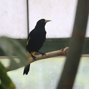 Amazonia - Yellow-Rumped Cacique