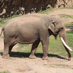 Asia Trail - Asian Elephant - Spike