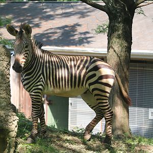 Africa Trail - Hartmann's Mountain Zebra