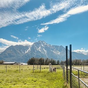 Llama with dramatic backdrop