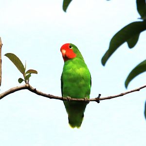 Red-headed lovebird