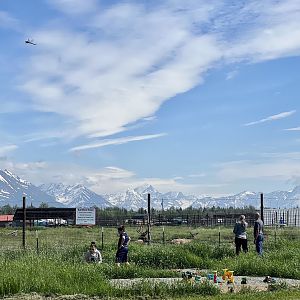 Elk just beyond children’s sandbox