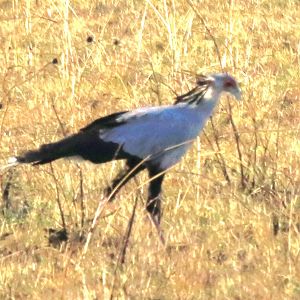 Secretarybird
