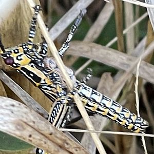 Variegated grasshopper