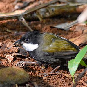 Eastern Whipbird