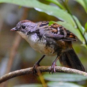 Australian Logrunner