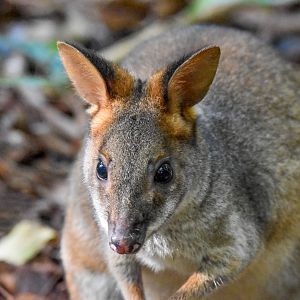 Red-legged Pademelon