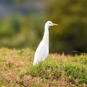 Cattle Egret