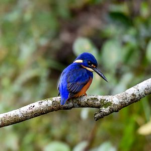 Azure Kingfisher