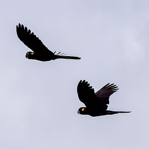 Yellow-tailed Black-Cockatoos