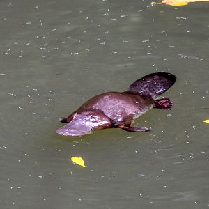 Platypus