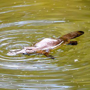 Platypus