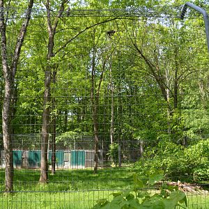 Black Panther in tree 21/05/2023