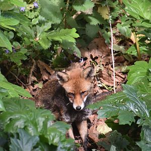 Wild red fox, London