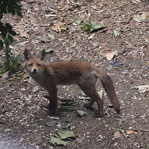 Red fox pup, London