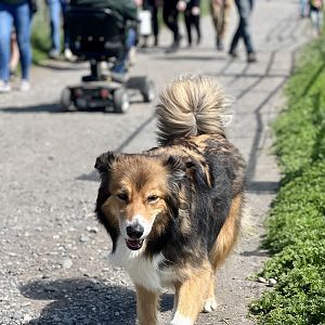 Farm Dog roaming freely