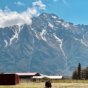 Yak with dramatic background
