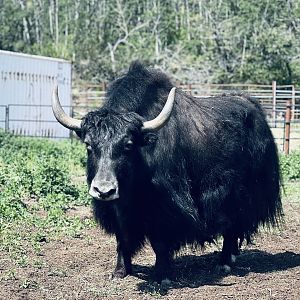 Yak