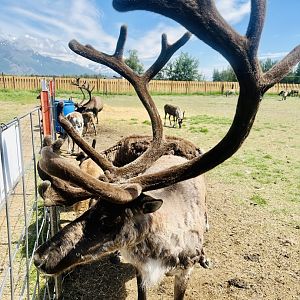 Reindeer