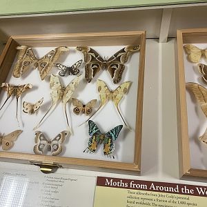 Moth Display