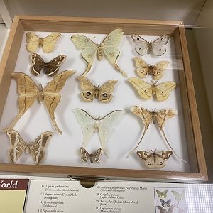Moth Display