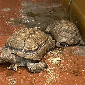 Spurred Tortoises