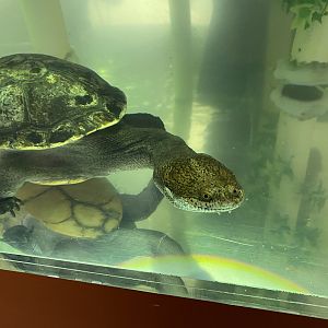 Northern Snake-necked Turtle