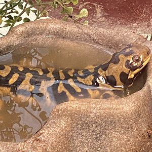 Tiger Salamander