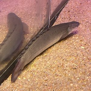Senegal Bichir