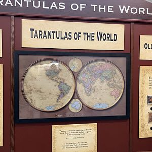 Tarantulas of the World