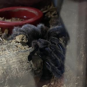 Chilean Rosehair Tarantula