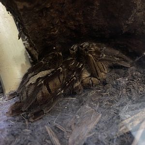 Red Slate Ornamental Tarantula