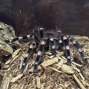 Brazilian Black-and-White Tarantula