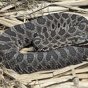 Massasauga