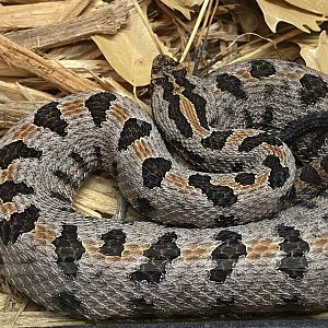 Pygmy Rattlesnake