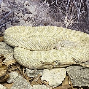 Prairie Rattlesnake