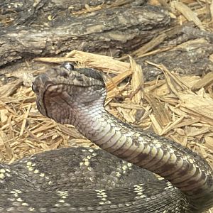 Arizona Black Rattlesnake