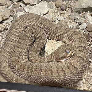 Hopi Rattlesnake