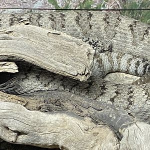 Great Basin Rattlesnake
