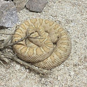 Midget-faded Rattlesnake
