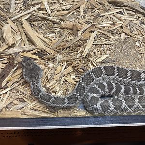 Southern Pacific Rattlesnake