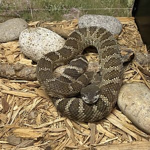 Northern Pacific Rattlesnake