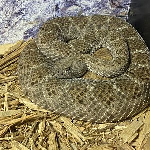 Western Diamondback Rattlesnake