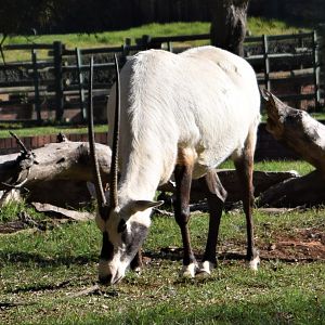 Arabian Oryx (Oryx leucoryx)