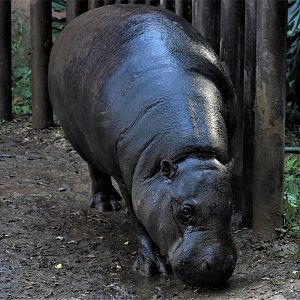 Pygmy Hippotamus (Choeropsis liberiensis)