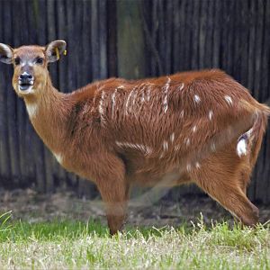 Sitatunga (Tragelaphus spekii)