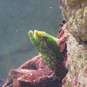 Carpet eel-blenny (Congrogadus subducens)