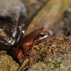 Tago's brown frog (Rana tagoi tagoi)