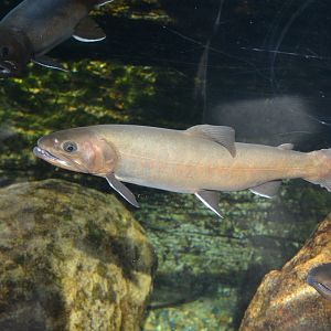 Kirikuchi char (Salvelinus japonicus)